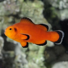 Cá Hề Naked Ocellaris (Naked Clownfish) - Cá Cảnh Biển Độc Đáo Cho Bể San Hô