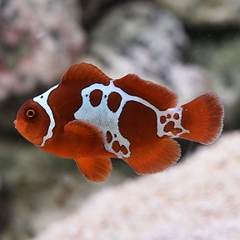 Cá Hề Gold Lightning Maroon (Gold Lightning Maroon Clownfish) - Cá Cảnh Biển Độc Đáo