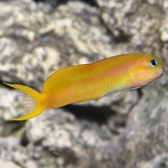 Midas Blenny – Cá Blenny Hoàng Kim Dáng Bơi Uyển Chuyển Cho Bể Biển