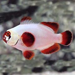 Cá Hề Gold Lightning Maroon (Gold Lightning Maroon Clownfish) - Cá Cảnh Biển Độc Đáo