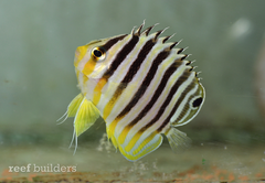 Marshallese Multibar Angelfish – Cá thiên thần sọc trắng đen quý hiếm, thanh lịch, thích hợp bể reef ổn định