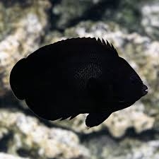 Midnight Angelfish – Cá thiên thần đen tuyền nhỏ gọn, reef-safe có điều kiện, sang trọng và tinh tế