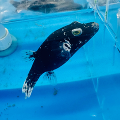 Midnight Dalmatian Dogface Puffer – Cá nóc mặt chó đen chấm trắng độc lạ, thân thiện, cực kỳ hiếm