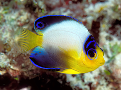 Multicolor Angelfish – Cá thiên thần lùn đa sắc, nhỏ gọn, năng động, thích hợp cho bể reef cao cấp