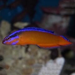 Neon Dottyback – Cá dottyback cam neon rực rỡ, nhỏ gọn, mạnh mẽ, làm điểm nhấn cho bể reef