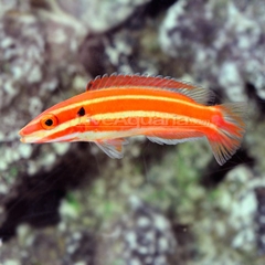 Neopercularis Hogfish – Cá Hogfish quý hiếm với màu sắc ấn tượng, khỏe mạnh, reef-safe