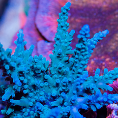 Oregon Tort Acropora - San hô cứng (SPS) cao cấp cho bể nuôi san hô | Aquatick.com.vn