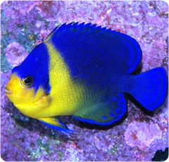 Purple Masked Angelfish – Cá thiên thần lùn mặt tím độc lạ, hiếm có, reef-safe có điều kiện