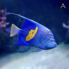 Cá Thiên Thần Halfmoon – Halfmoon Angelfish (Pomacanthus maculosus)