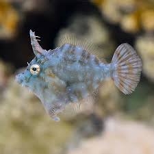 Radial Filefish – Cá filefish lạ mắt, an toàn với san hô, lý tưởng cho bể nano reef