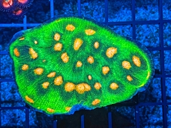 JF Raja Rampage Chalice – San Hô Chalice LPS Đẹp Cho Bể Cá Biển