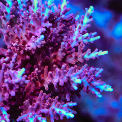 Red Dragon Acropora - San Hô SPS Màu Đỏ Độc Đáo Cho Bể Reef