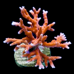 Red TNT Anacropora - San Hô SPS Màu Đỏ Rực Rỡ Cho Bể Reef