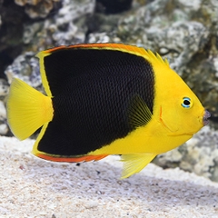 Rock Beauty Angelfish – Cá thiên thần đá vàng đen nổi bật, sống động, dành cho người chơi cá biển lâu năm