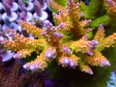 RR Rainbow Loom Acropora - San Hô SPS Độc Đáo Cho Bể Reef