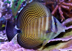 Cá Chim Dù – Sailfin Tang: Cá Biển Tuyệt Đẹp Cho Bể San Hô