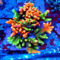 Contraband Grafted Montipora Digitata - San Hô SPS Độc Đáo Cho Bể Reef