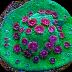 San hô sao băng Jingle Bells - San Hô LPS Màu Sắc Độc Đáo Cho Bể Reef