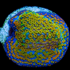 Rainbow Montipora - San Hô SPS Độc Đáo Cho Bể Reef