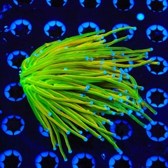 Holy Grail Torch – San Hô Diêm Vàng Đẹp Mắt Cho Bể Cá Biển