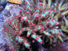 Strawberry Shortcake Acropora - San Hô SPS Đẳng Cấp Cho Bể Reef