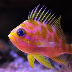 Blotched Anthias - Odontanthias borbonius | Cá Anthias Đốm Vàng