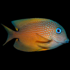 Two Spot Bristletooth Tang – Cá tang lông nhỏ, ăn tảo hiệu quả, hiền lành, reef-safe