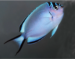 Cá Thiên Thần Watanabei – Watanabe Angelfish (Genicanthus watanabei)