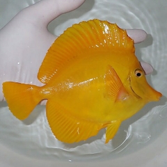 Cá Chim Dù Vàng - Yellow Tang (Hawaii) | Giá Tốt - Giao Hàng Toàn Quốc