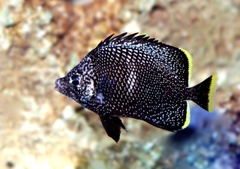 Wrought Iron Butterflyfish – Cá đào sắt Nhật Bản hiếm nhất thế giới, sang trọng, thân thiện với san hô