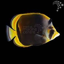 Yellownose Butterfly – Cá đào mỏ dài đầu vàng thanh lịch, dễ nuôi, điểm nhấn độc đáo cho bể cá biển