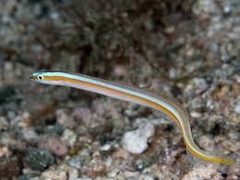 Yellowstripe Wormfish – Cá lươn vàng hiền lành, dáng uốn lượn độc đáo, sống đáy, thân thiện bể cộng đồng
