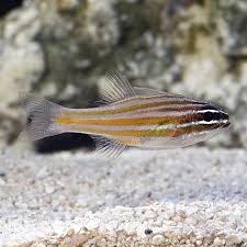 Yellowstriped Cardinalfish – Cá hồng nhung sọc vàng, hiền lành, đẹp tinh tế, hoàn hảo cho bể reef yên tĩnh