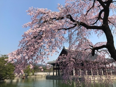 SEOUL – NAMI- LOTTE WORLD – YEOUIDO PARK 5N4Đ