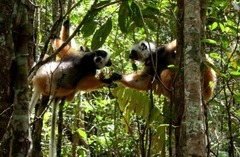 Madagascar: Khám Phá Thiên Đường Độc Đáo – Hành Trình Về Miền Hoang Dã