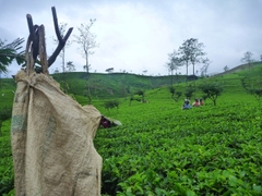 Trải Nghiệm Sri Lanka Safari Động Vật Hoang Dã, Biển Và Trà Ceylon