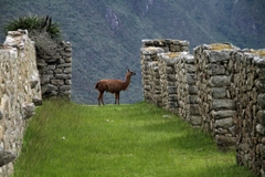 Vẻ Đẹp Hòa Quyện của Người Inca, Rừng Amazon và Thung Lũng Ica ở Peru