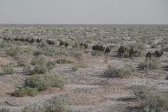 Mở Cánh Cổng Bí Ẩn: Hành trình 8 Ngày Phiêu Lưu Tại Ốc Đảo Garmeh và Sa Mạc Dasht-e Kavir, Iran