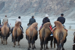 Hành Trình 8 Ngày Đến Ladakh: Nubra Valley – Trải Nghiệm Ốc Đảo Sa Mạc Lạnh Độc Đáo Của Ấn Độ