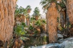 Sa Mạc California & Nghỉ Dưỡng Tại Palm Springs – Hành Trình 7 Ngày Quyến Rũ
