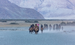 Hành Trình 8 Ngày Đến Ladakh: Nubra Valley – Trải Nghiệm Ốc Đảo Sa Mạc Lạnh Độc Đáo Của Ấn Độ