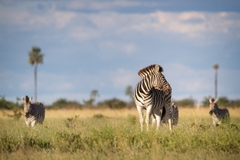 Trải Nghiệm Độc Đáo: Liuwa Plain – Sa Mạc Hoang Dã Tuyệt Đẹp của Zambia