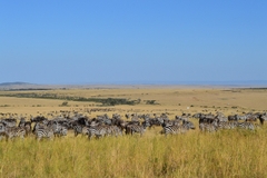 Ngắm Động Vật Hoang Dã Tuyệt Nhất Châu Phi – Kenya Safari