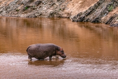 Ngắm Động Vật Hoang Dã Tuyệt Nhất Châu Phi – Kenya Safari
