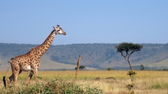 7 Ngày 6 Đêm Hành Trình Khám Phá Kenya Hoang Dã