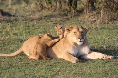 Ngắm Động Vật Hoang Dã Tuyệt Nhất Châu Phi – Kenya Safari