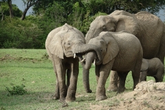 Ngắm Động Vật Hoang Dã Tuyệt Nhất Châu Phi – Kenya Safari