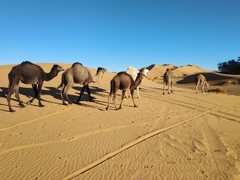 7 Ngày Phiêu Lưu Bất Tận Tại Cồn Cát Merzouga và Sa Mạc Sahara Vĩ Đại