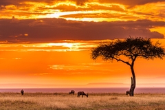 10 Ngày 9 Đêm Khám Phá Đông Phi Hoang Dã: Du Hành Qua Kenya Và Tanzania
