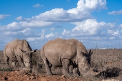 10 Ngày 9 Đêm Khám Phá Đông Phi Hoang Dã: Du Hành Qua Kenya Và Tanzania